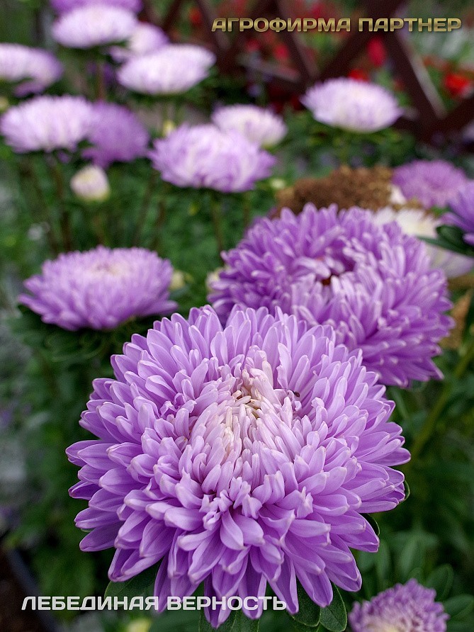 Партнер Астра китайская ЛЕБЕДИНАЯ ВЕРНОСТЬ ^(5шт в амп), изображение 4