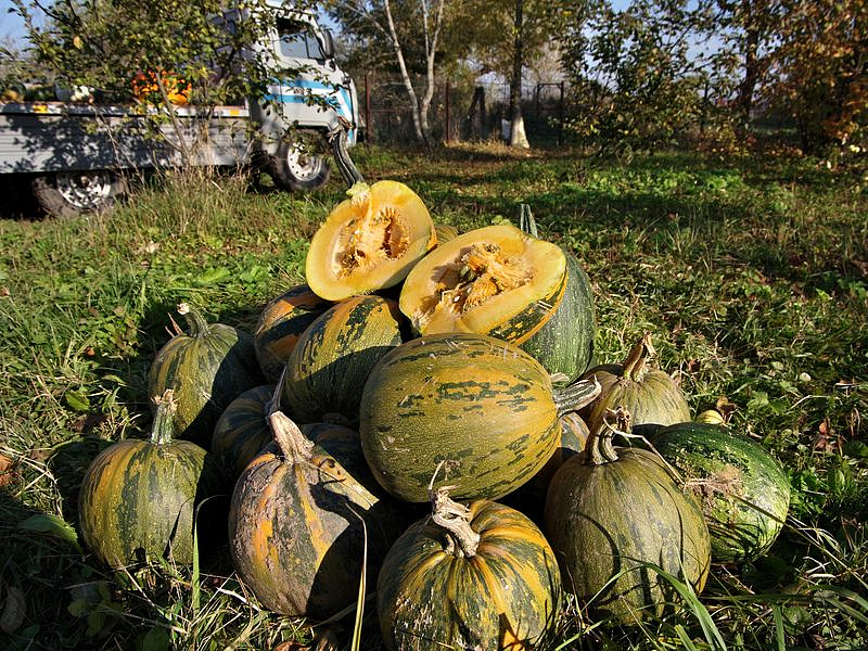 Партнер Тыква ДАНАЯ ^(10шт), изображение 5